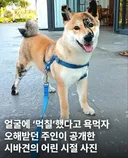 얼굴에 먹칠했다고 욕먹자 오해받던 주인이 공개한 어린 시절 사진