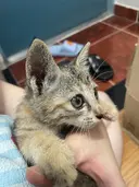 입양홍보 🐱태어난지 한달차 주차장 에어컨 실외기 뒤에서 이틀 내내 울던 아기고양이 '로또' 한번 보고가 🥹💖