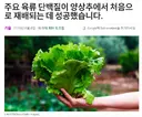 상추에 동물성 단백질을 혼합하는데 성공