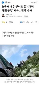 중국서 배추 신선도 유지하려 '발암물질' 사용…당국 수사