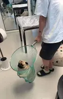 도망치던 생굴 포획 성공.dog