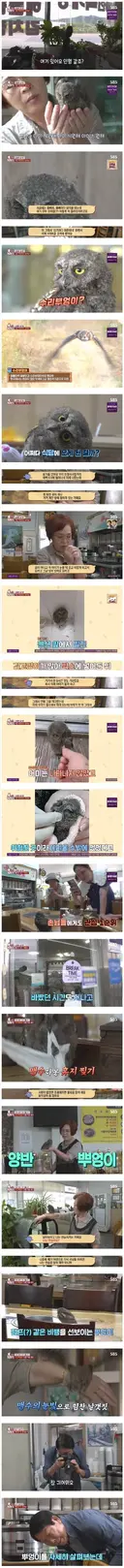 수리부엉이를 키운 식당 사장님.jpg