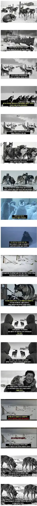 남극에 15마리 개를 버리고 간 일본.jpg