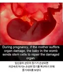 산모의 장기가 손상되면 뱃속의 아기가 하는 행동.jpg