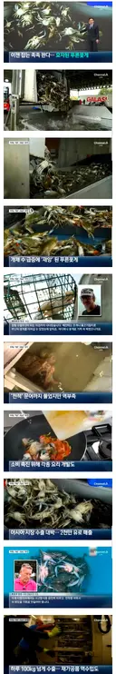 푸른꽃게 때문에 좆됐던 이탈리아 근황...jpg