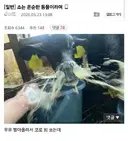 소는 온순한 동물이라며 ..jpg
