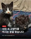 전국 각지에서 고양이 13마리 입양한 30대 남성 (부천 고양이 연쇄실종사건)