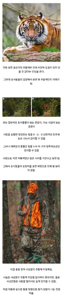 호랑이털이 주황색인 이유