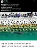북항 친수공원 상어 새끼 목격담 퍼지는 중twt