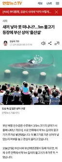 부산 상어가 못 떠다는 이유 ㄷ..jpg
