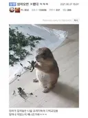 나물 먹던 프레리독 근황.jpg