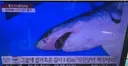 그래도 부산에 나타난 상어는 조그만해서 다행이긴함.JPG