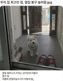 우리 집 최고인 점, 옆집 봉구 놀러옴