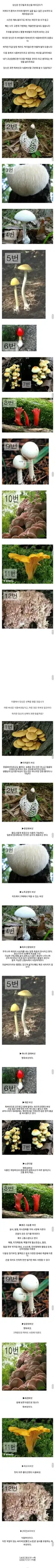 식용버섯 vs 독버섯 테스트.jpg