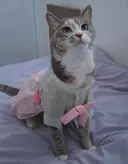 다이소 한복 후기