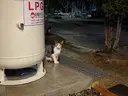 추석 시골집 고양이