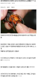 와 장수말벌에 중독된 사람 ㄷㄷ