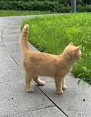고양이 아이콘 처럼 생긴 고양이