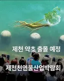 부산 상어 인파가 부러웠던 충북 제천 근황.jpg