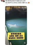 부산 상어 부캉이의 인기가 높아지면서 나타나는......