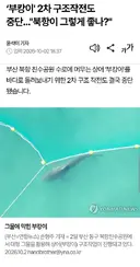 부산 상어 내보내기 실패했군요