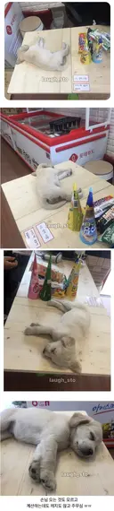 손님이 오든 말든 아이스크림 할인점 근황