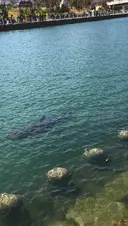 부산 상어 공원에서 상어 말고도 볼 수 있는 동물.mp4