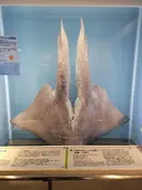 상어 하면 역시