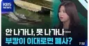 "이대로 두면 폐사”…‘부캉이’ 보고 온 상어 전문가 경고는?