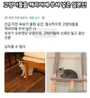 고양이들을 캐리어에 쑤셔넣은 일본인