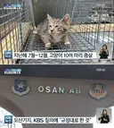 주한미군의 길고양이 문제 해결책